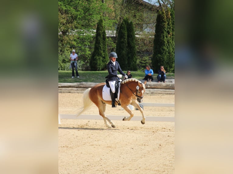 Haflinger Caballo castrado 3 años 145 cm Alazán in Wienerbruck