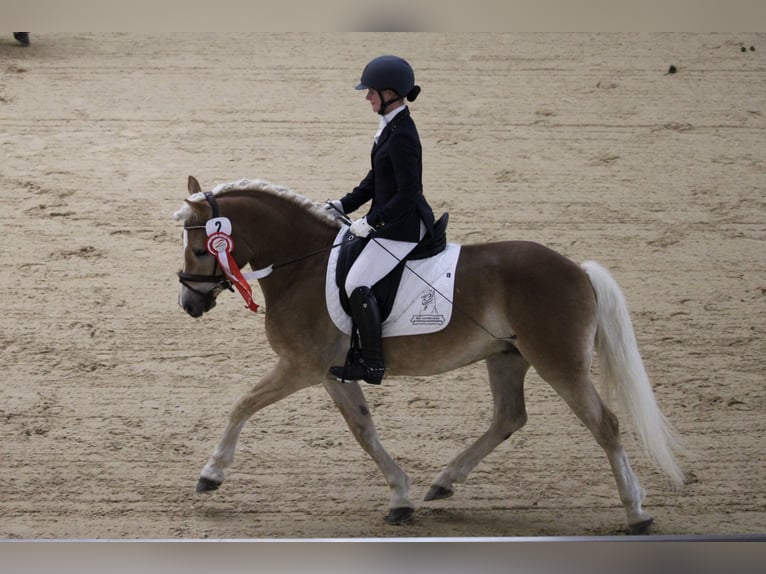 Haflinger Caballo castrado 3 años 145 cm Alazán in Wienerbruck
