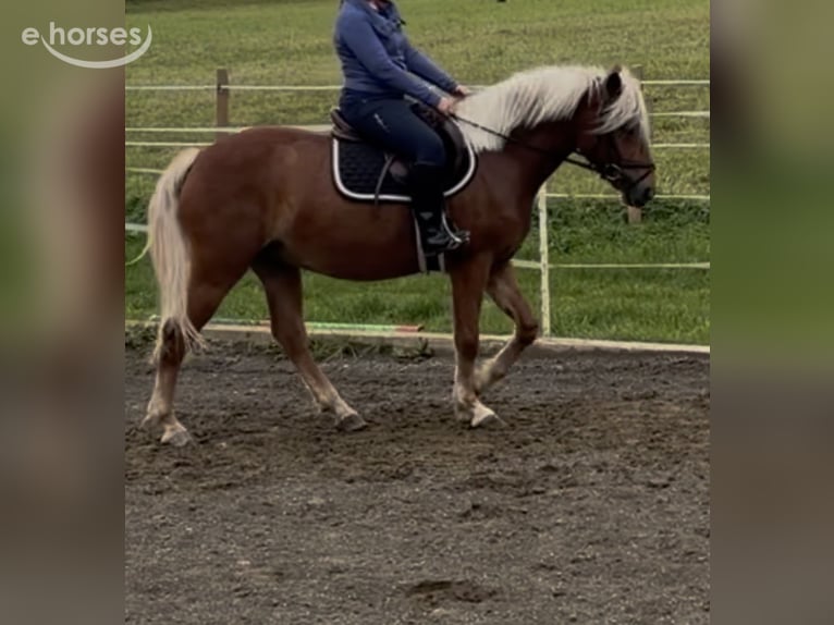 Haflinger Caballo castrado 3 años 146 cm Alazán in Sankt Peter am Kammersberg