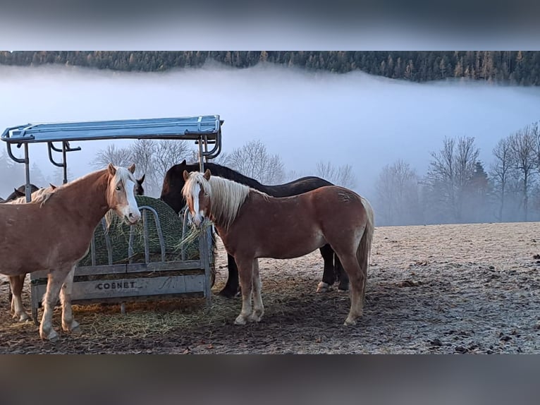 Haflinger Caballo castrado 3 años 146 cm Alazán in Schaueregg