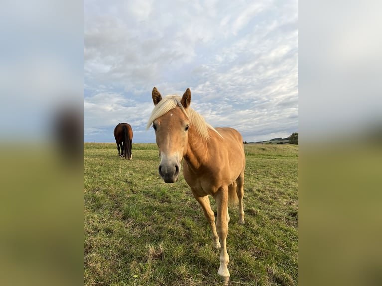 Haflinger Caballo castrado 3 años 146 cm Alazán in Neustadt in Sachsen, Oberottendorf
