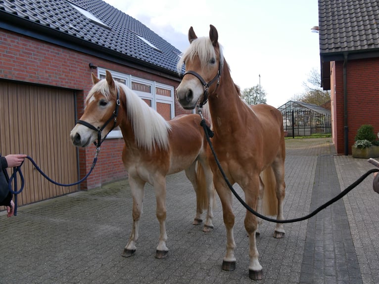 Haflinger Caballo castrado 3 años 146 cm  in Dorsten