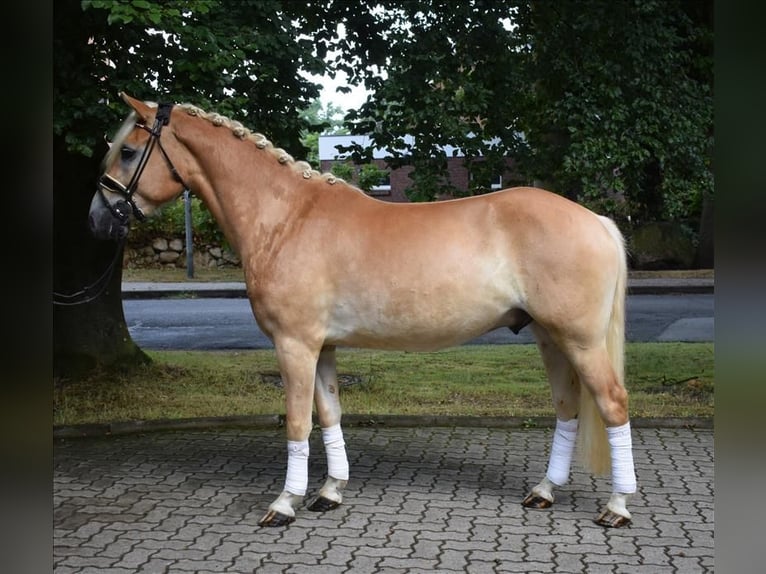 Haflinger Caballo castrado 3 años 147 cm Palomino in Fredenbeck