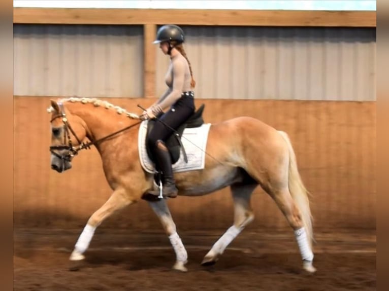 Haflinger Caballo castrado 3 años 147 cm Palomino in Fredenbeck