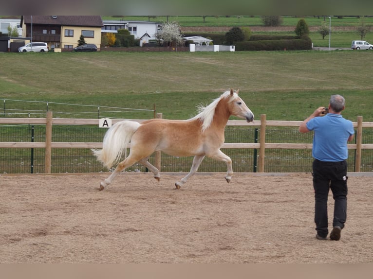 Haflinger Caballo castrado 3 años 148 cm Alazán in Engelsbrand