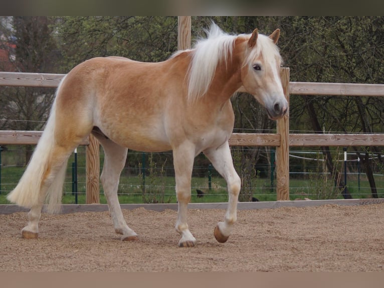Haflinger Caballo castrado 3 años 148 cm Alazán in Engelsbrand