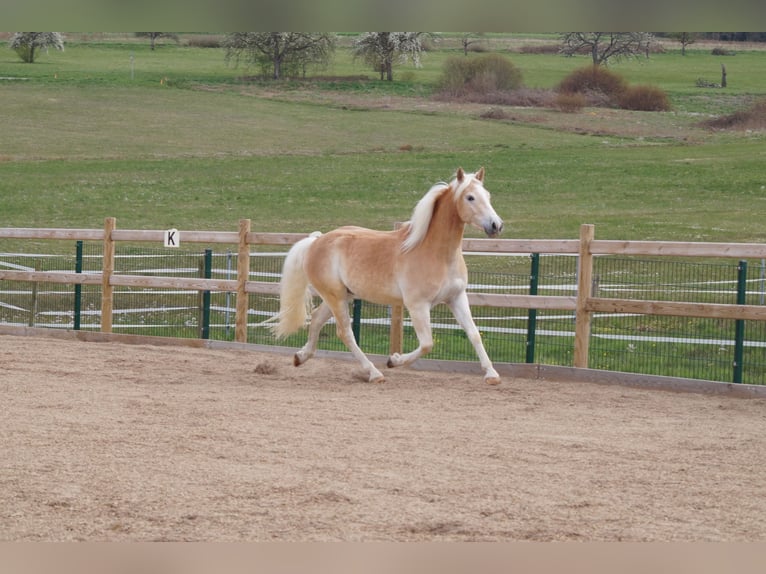 Haflinger Caballo castrado 3 años 148 cm Alazán in Engelsbrand