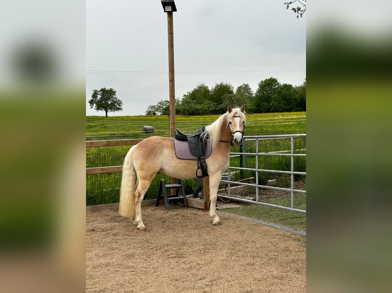 Haflinger Caballo castrado 3 años 148 cm Alazán in Engelsbrand