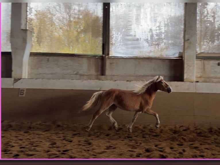 Haflinger Caballo castrado 3 años 148 cm Alazán in Niederzier