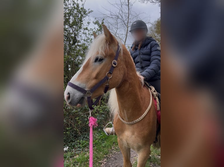 Haflinger Caballo castrado 3 años 148 cm Alazán in Niederzier