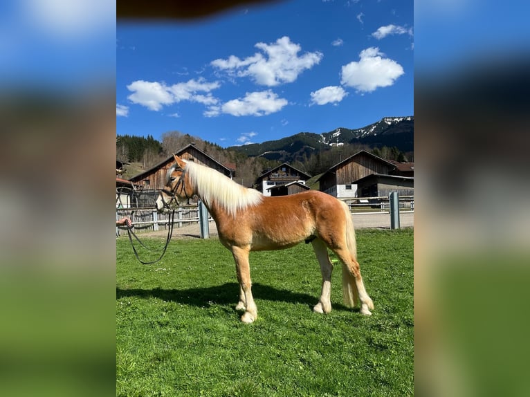 Haflinger Caballo castrado 3 años 148 cm Alazán in Fischen