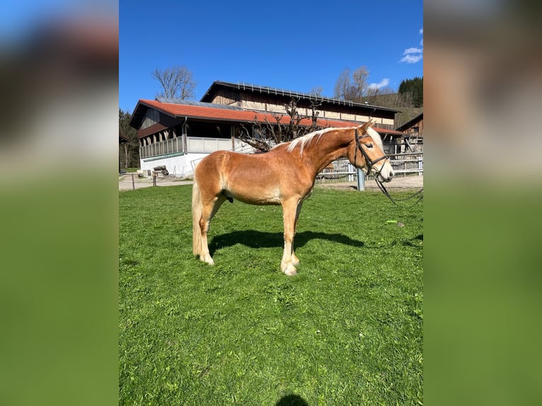 Haflinger Caballo castrado 3 años 148 cm Alazán in Fischen