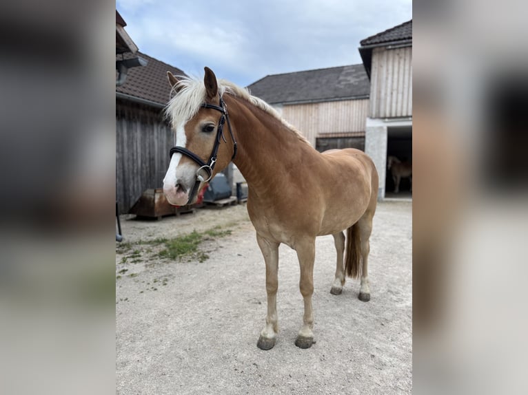 Haflinger Caballo castrado 3 años 148 cm Alazán in Steinakirchen