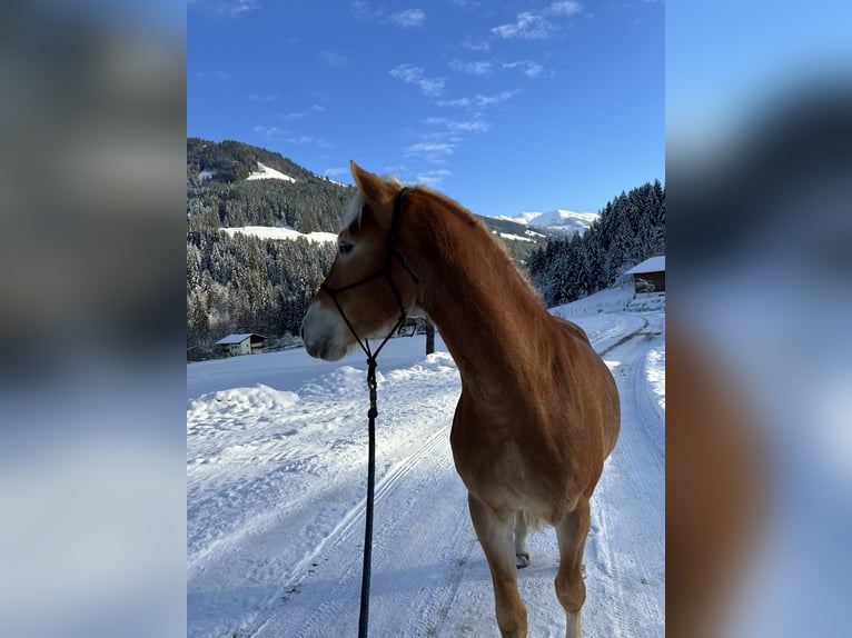 Haflinger Caballo castrado 3 años 148 cm Alazán rojizo in Oberau