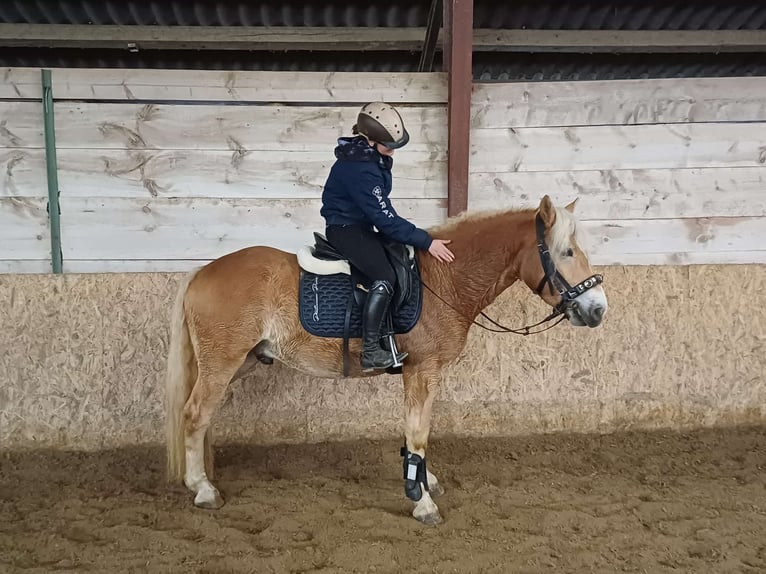 Haflinger Caballo castrado 3 años 148 cm in Leobersdorf