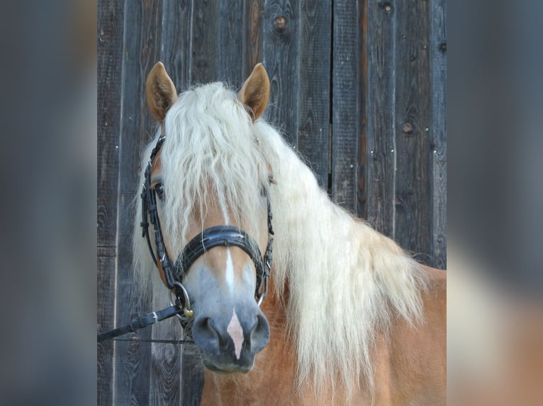 Haflinger Caballo castrado 3 años 148 cm in Leobersdorf