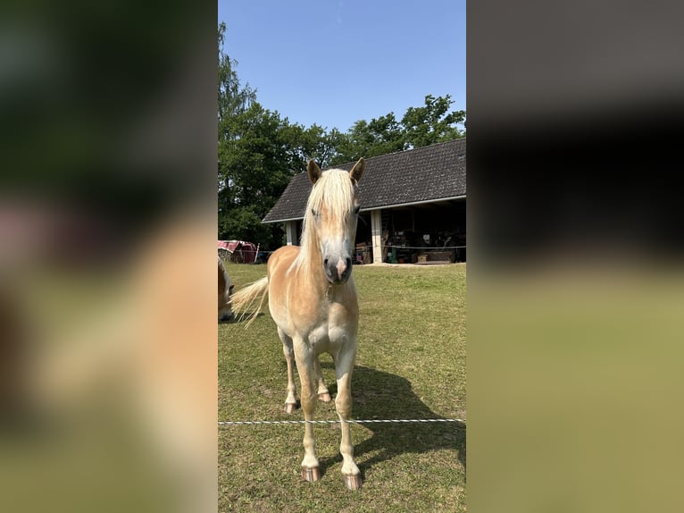 Haflinger Caballo castrado 3 años 149 cm Alazán in St.veit an der Glan