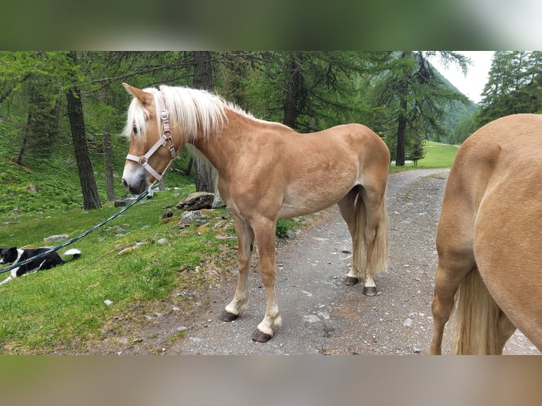 Haflinger Caballo castrado 3 años 149 cm in Nauders