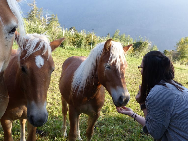 Haflinger Caballo castrado 3 años 149 cm in Nauders