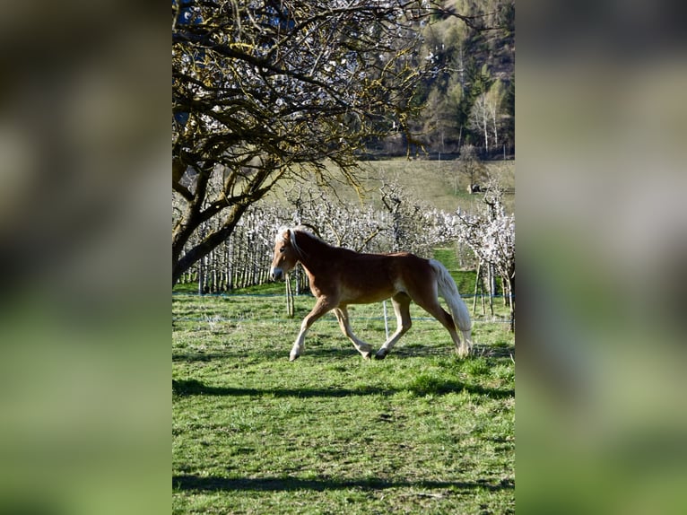 Haflinger Caballo castrado 3 años 149 cm in Nauders