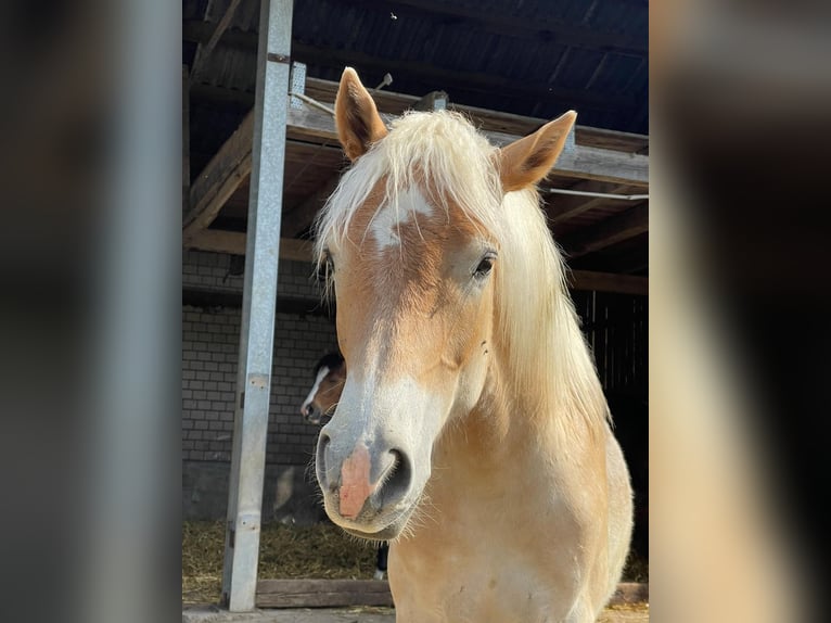 Haflinger Caballo castrado 3 años 150 cm Alazán in Rösrath