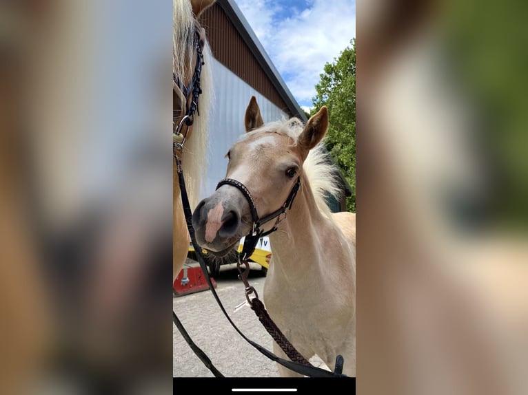 Haflinger Caballo castrado 3 años 150 cm Alazán in Rösrath