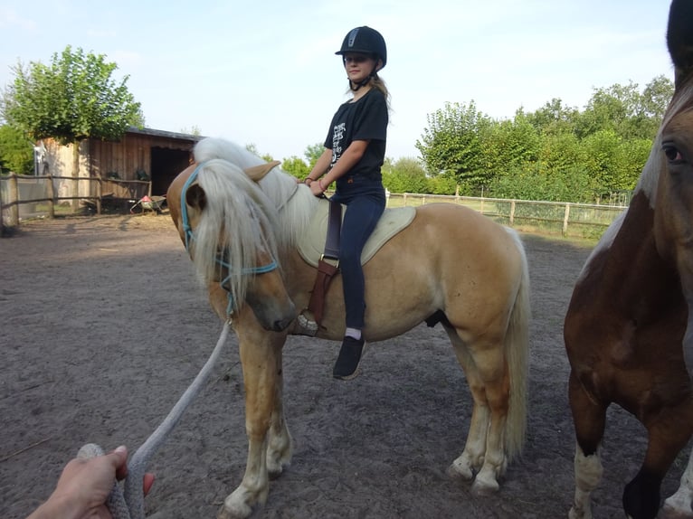Haflinger Caballo castrado 3 años 150 cm Alazán in Well L