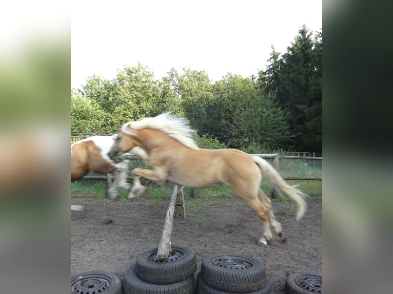 Haflinger Caballo castrado 3 años 150 cm Alazán in Well L