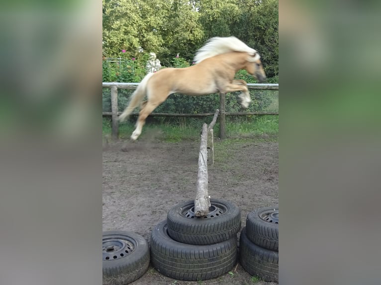 Haflinger Caballo castrado 3 años 150 cm Alazán in Well L