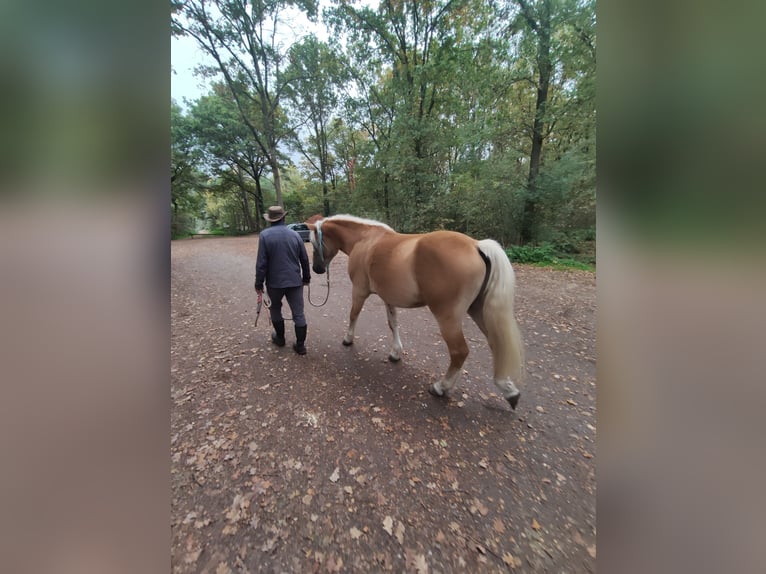 Haflinger Caballo castrado 3 años 150 cm Alazán in Well L