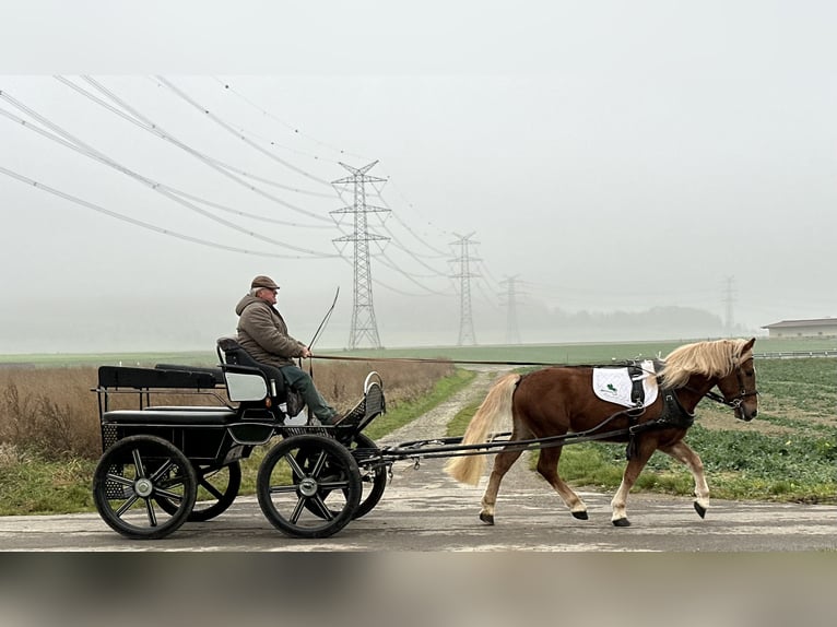 Haflinger Mestizo Caballo castrado 3 años 150 cm Alazán in Riedlingen