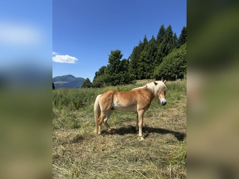 Haflinger Caballo castrado 3 años 150 cm in Nogaredo