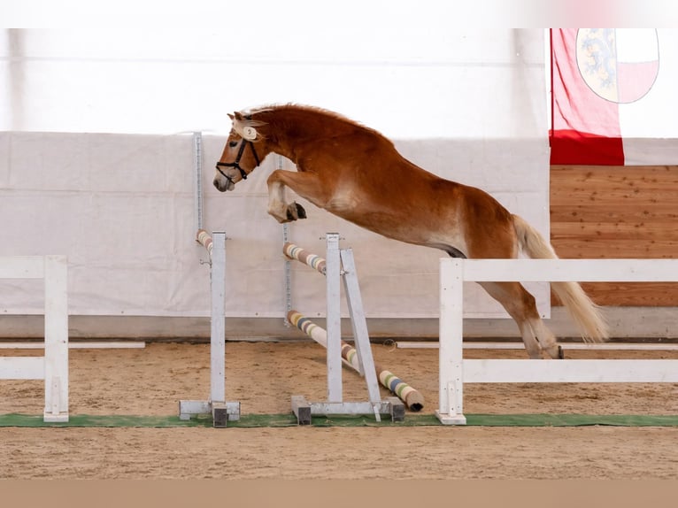 Haflinger Caballo castrado 3 años 151 cm Alazán in Schleedorf