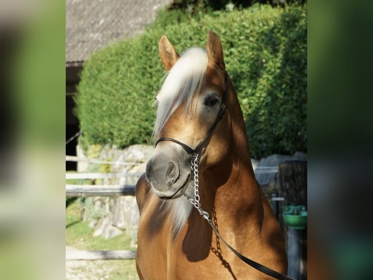 Haflinger Caballo castrado 3 años 151 cm Alazán in St.Peter am Kammersberg