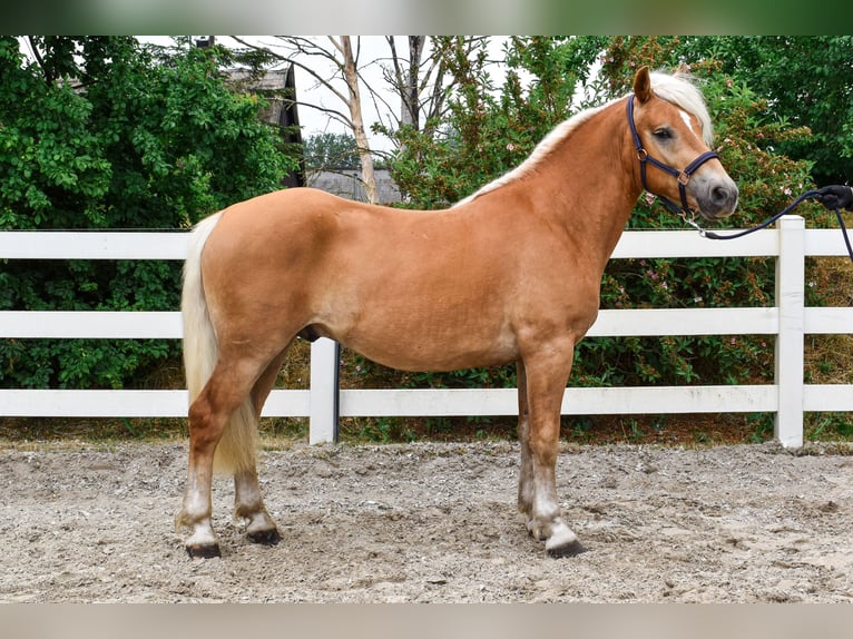 Haflinger Caballo castrado 3 años 151 cm Alazán in Seebad Bansin