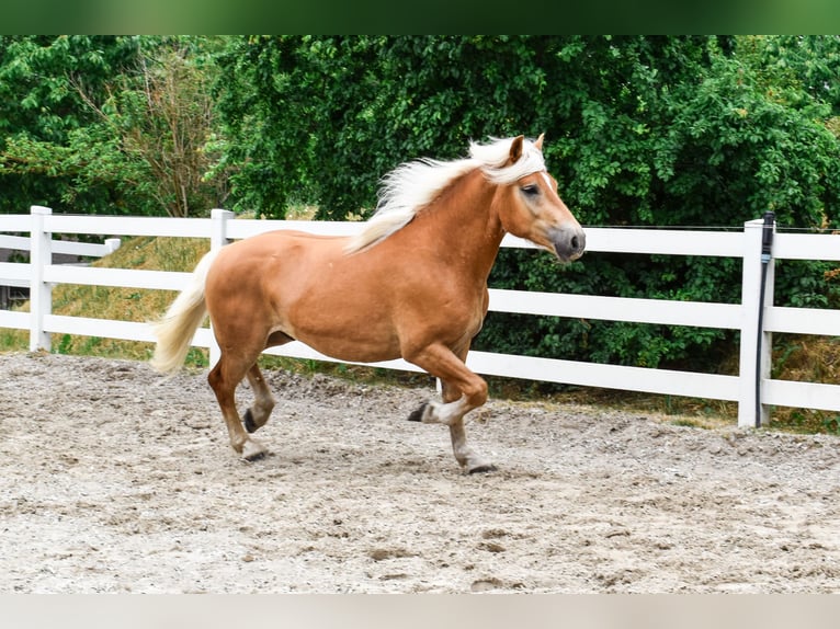 Haflinger Caballo castrado 3 años 151 cm Alazán in Seebad Bansin