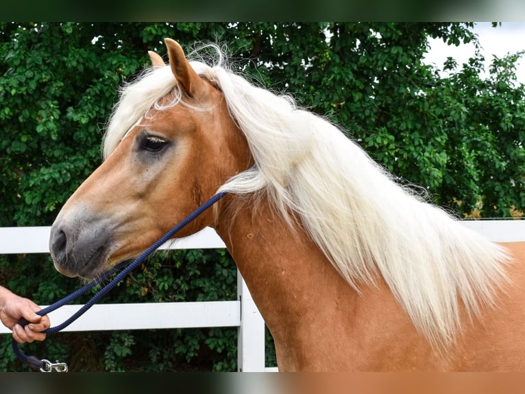 Haflinger Caballo castrado 3 años 151 cm Alazán in Seebad Bansin