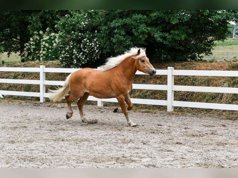 Haflinger Caballo castrado 3 años 151 cm Alazán in Seebad Bansin