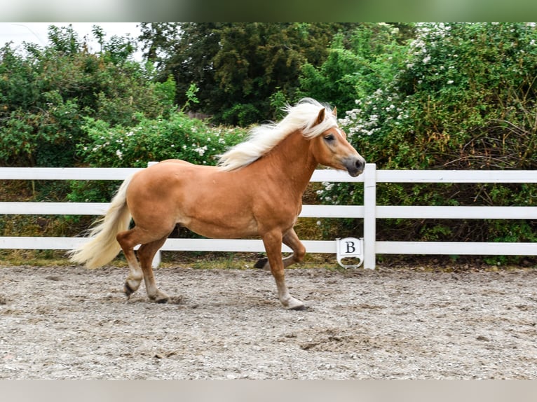 Haflinger Caballo castrado 3 años 151 cm Alazán in Seebad Bansin