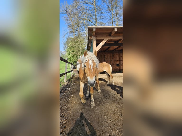 Haflinger Caballo castrado 3 años 151 cm Alazán in Kirchberg ob der Donau