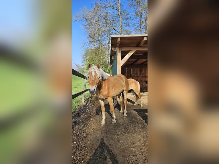 Haflinger Caballo castrado 3 años 151 cm Alazán in Kirchberg ob der Donau