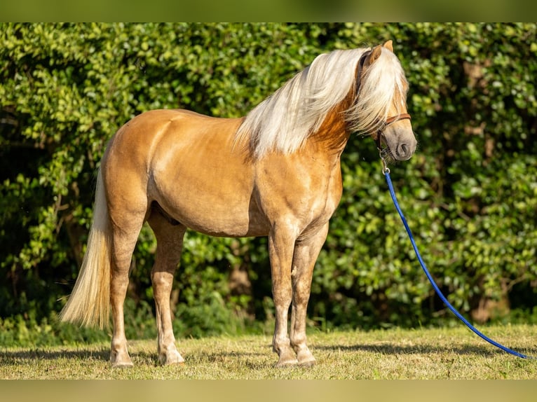 Haflinger Caballo castrado 3 años 152 cm Alazán in Ahorntal