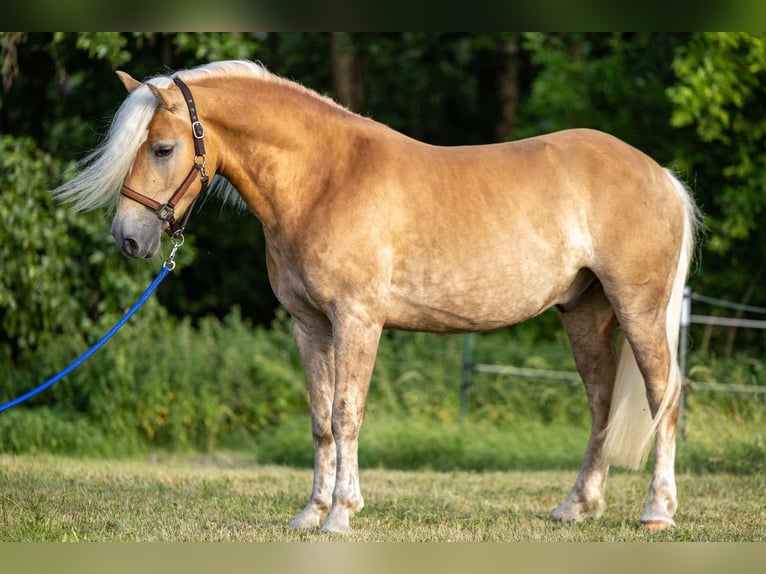Haflinger Caballo castrado 3 años 152 cm Alazán in Ahorntal