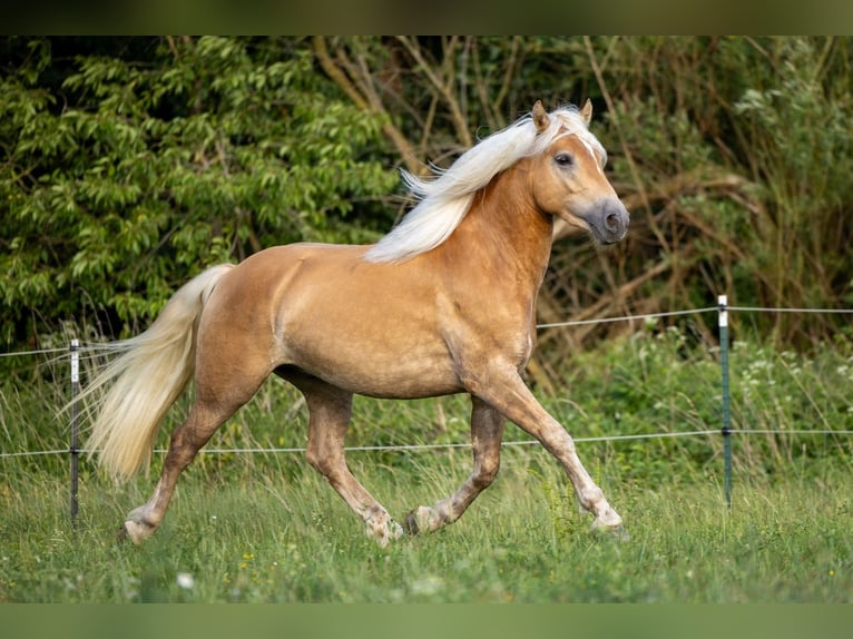 Haflinger Caballo castrado 3 años 152 cm Alazán in Ahorntal