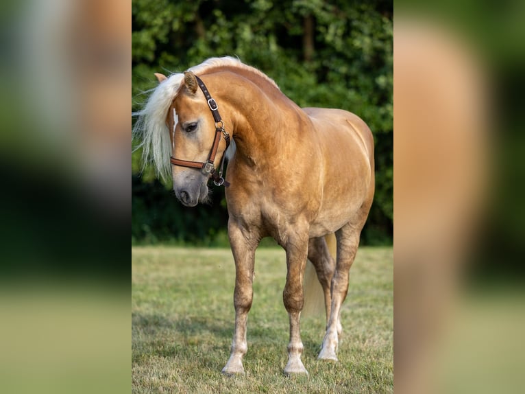 Haflinger Caballo castrado 3 años 152 cm Alazán in Ahorntal