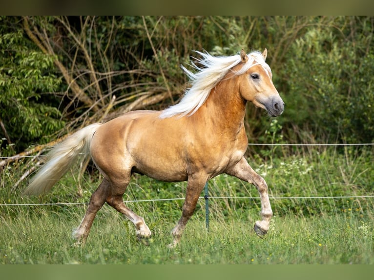 Haflinger Caballo castrado 3 años 152 cm Alazán in Ahorntal