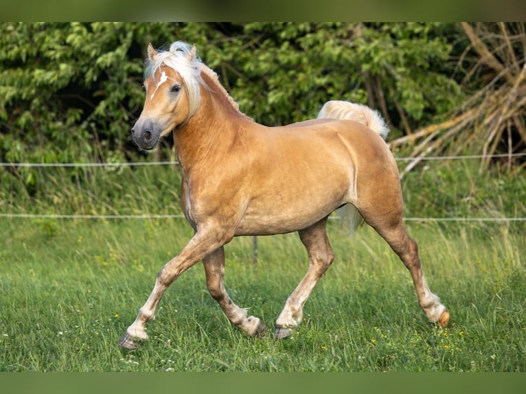 Haflinger Caballo castrado 3 años 152 cm Alazán in Ahorntal