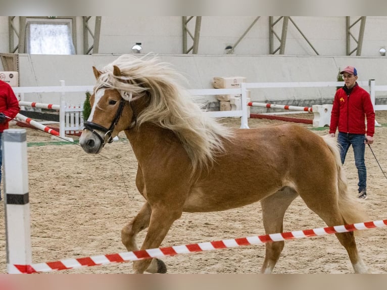 Haflinger Caballo castrado 3 años 152 cm Alazán in Schleedorf