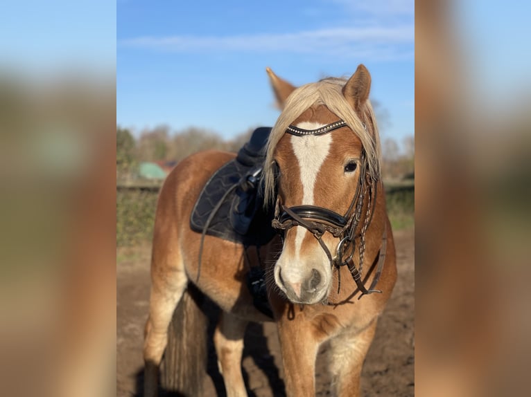 Haflinger Caballo castrado 3 años 152 cm Alazán in Trebbin