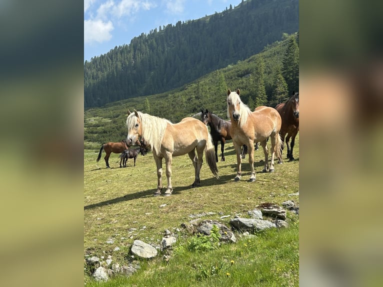 Haflinger Caballo castrado 3 años 152 cm Alazán in Laufen